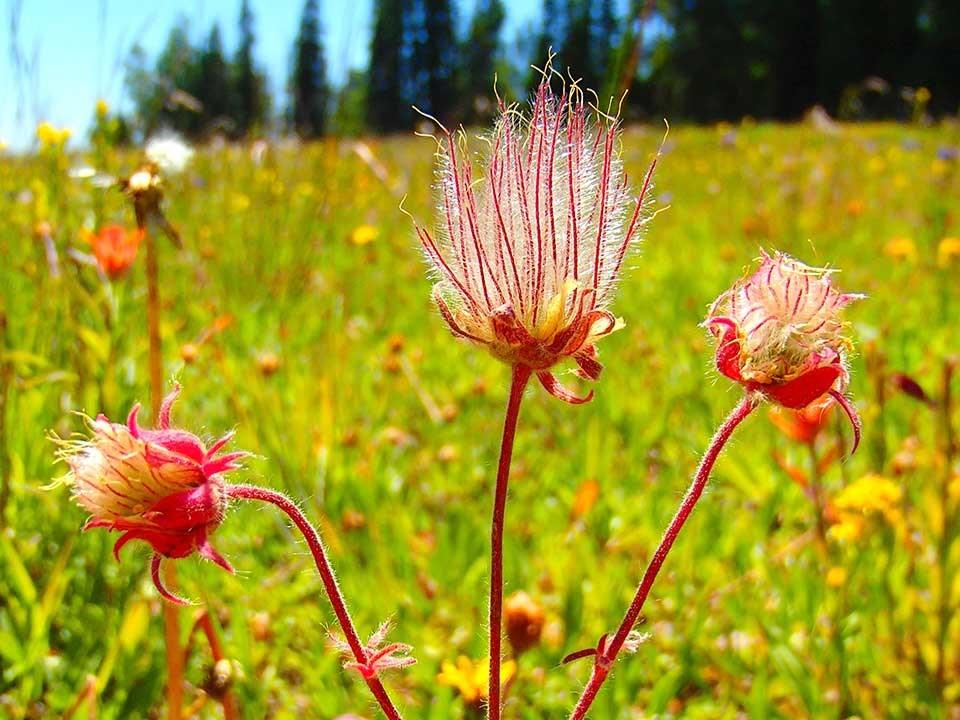 Plants_to_Animals_that_Starts_with_P_Prairie_Smoke