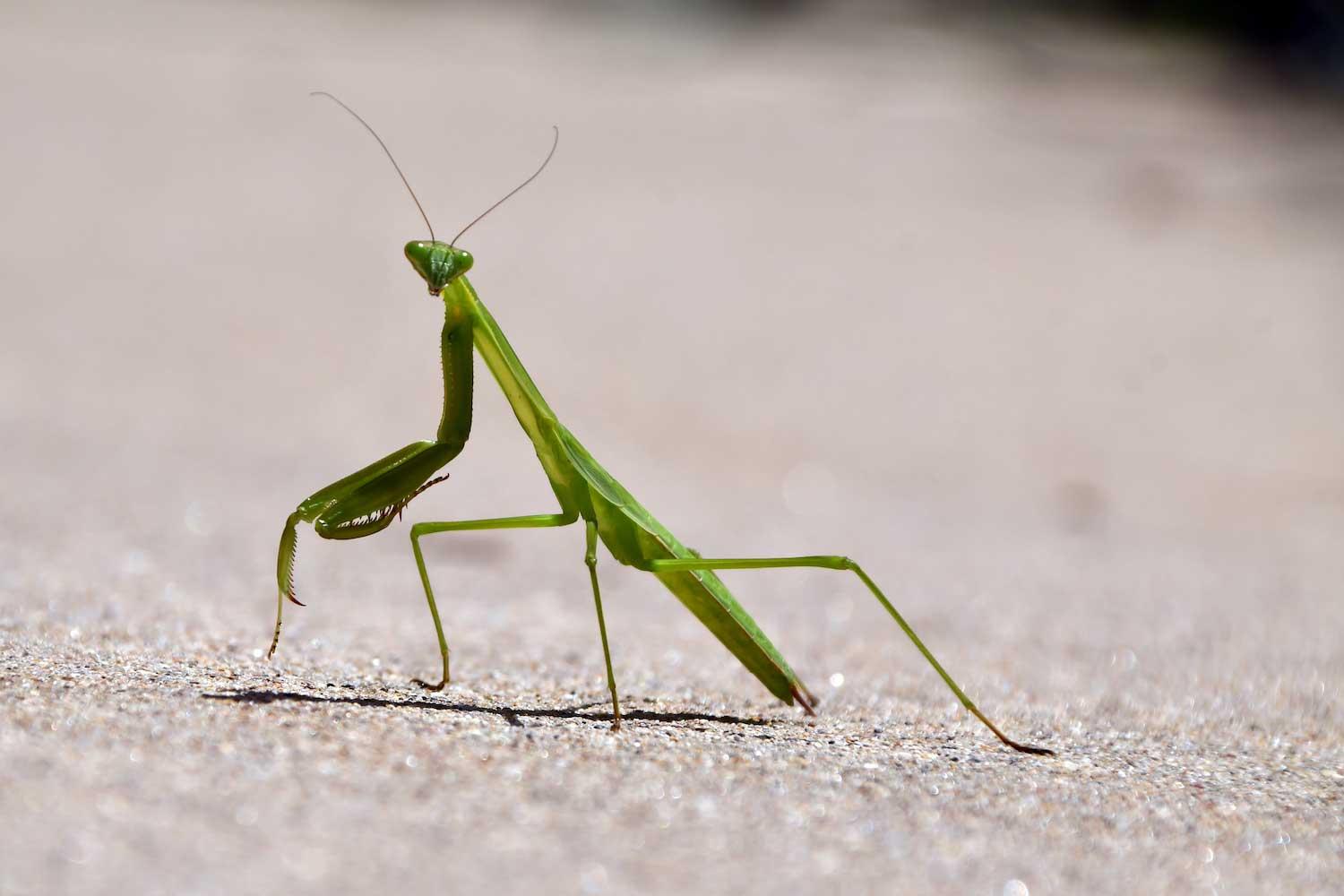 Plants_to_Animals_that_Starts_with_P_Praying_Mantis