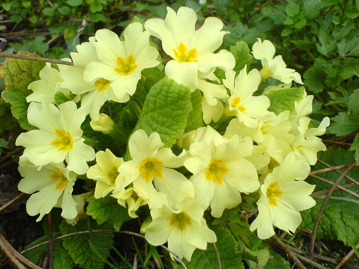 Plants_to_Animals_that_Starts_with_P_Primrose