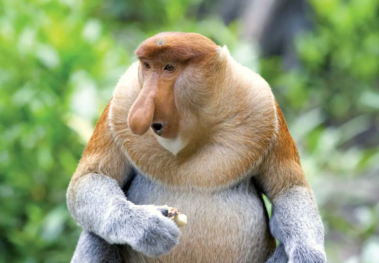 Plants_to_Animals_that_Starts_with_P_Proboscis_Monkey