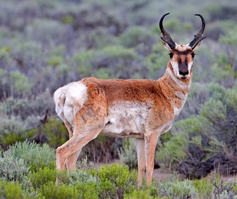 Plants_to_Animals_that_Starts_with_P_Pronghorn