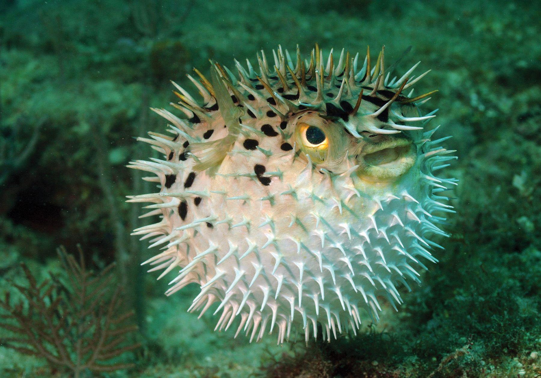 Plants_to_Animals_that_Starts_with_P_Pufferfish