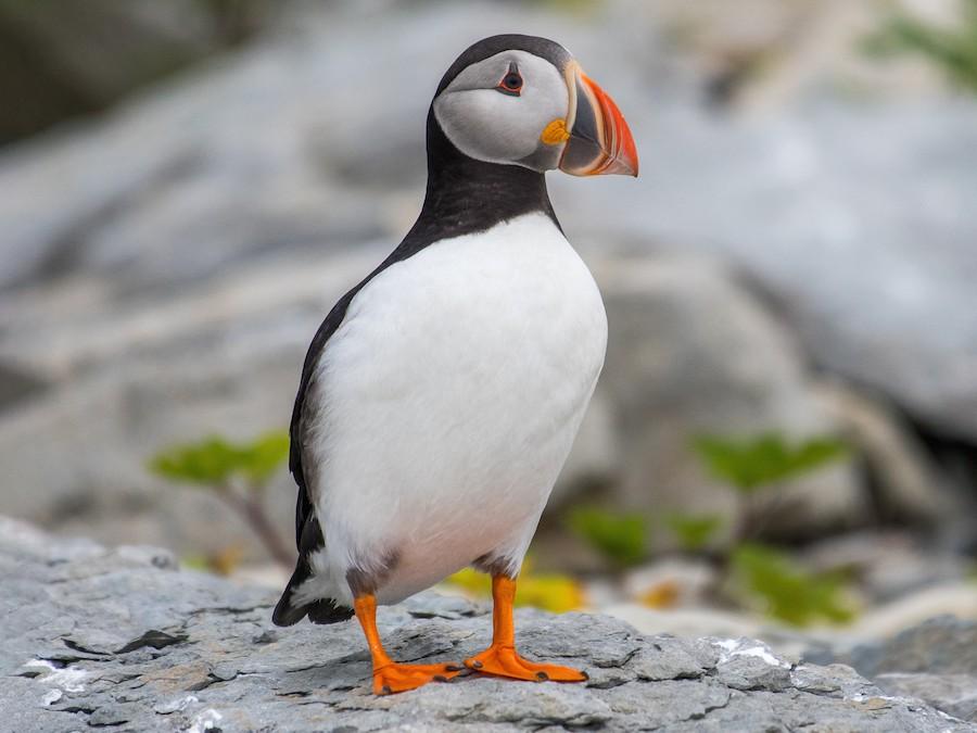 Plants_to_Animals_that_Starts_with_P_Puffin