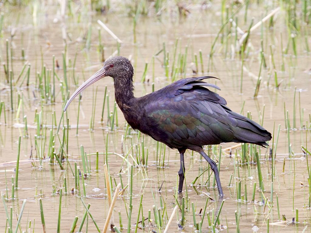 Plants_to_Animals_that_Starts_with_P_Puna_Ibis