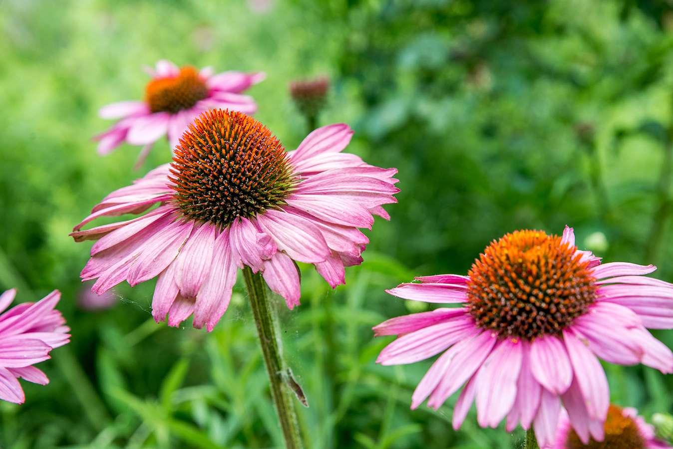 Plants_to_Animals_that_Starts_with_P_Purple_Coneflower