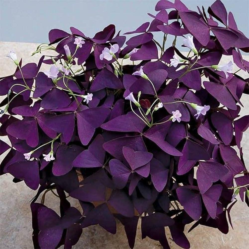 Plants_to_Animals_that_Starts_with_P_Purple_Shamrock