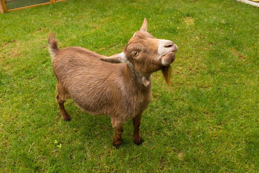 Plants_to_Animals_that_Starts_with_P_Pygmy_Goat