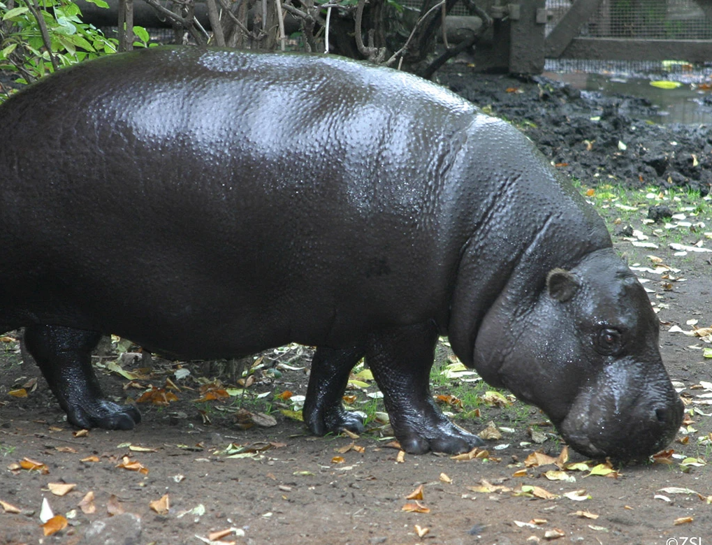 Plants_to_Animals_that_Starts_with_P_Pygmy_Hippopotamus