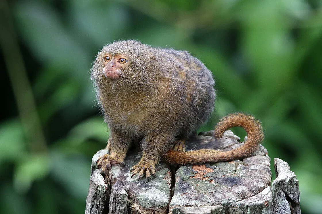 Plants_to_Animals_that_Starts_with_P_Pygmy_Marmoset