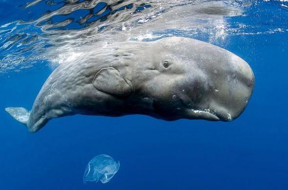 Plants_to_Animals_that_Starts_with_P_Pygmy_Sperm_Whale