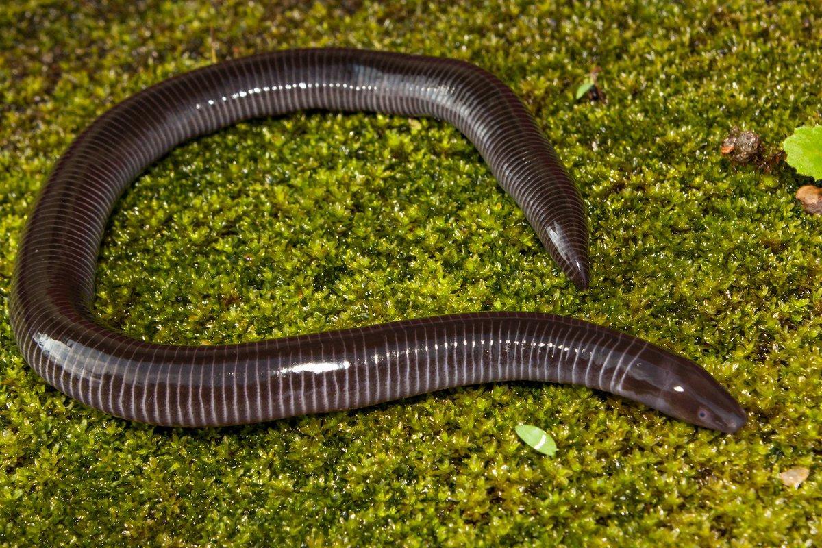 Caecilian