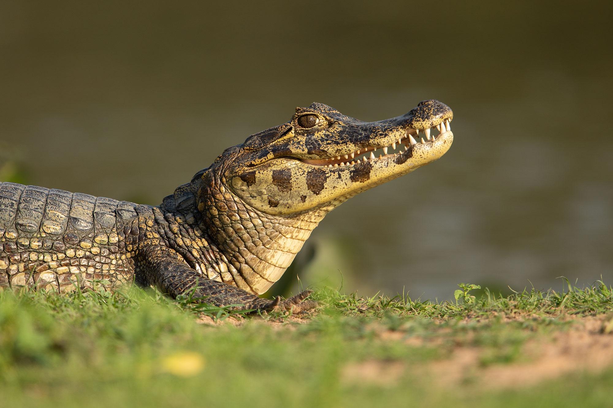 Caiman