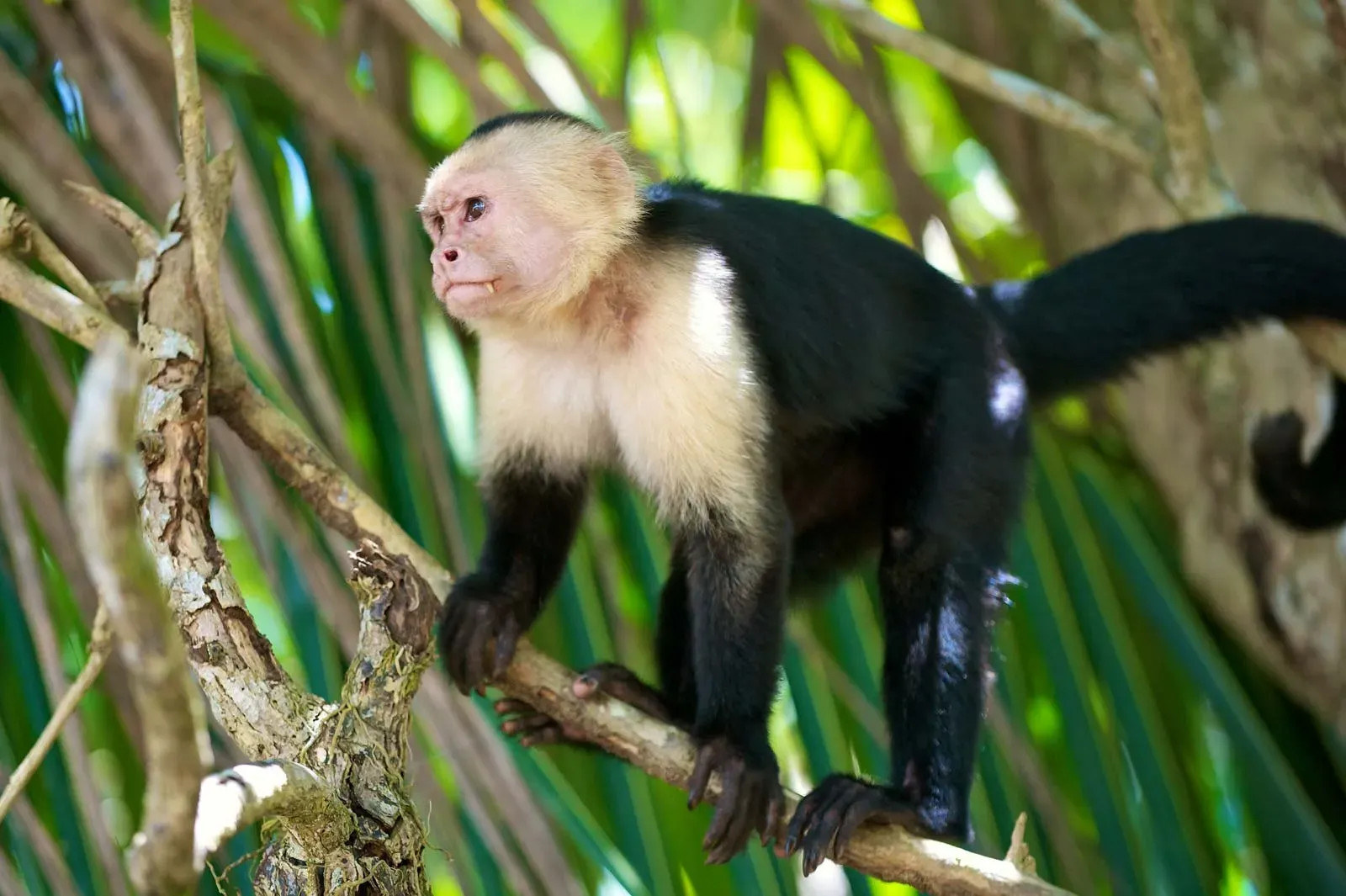 Capuchin_Monkey