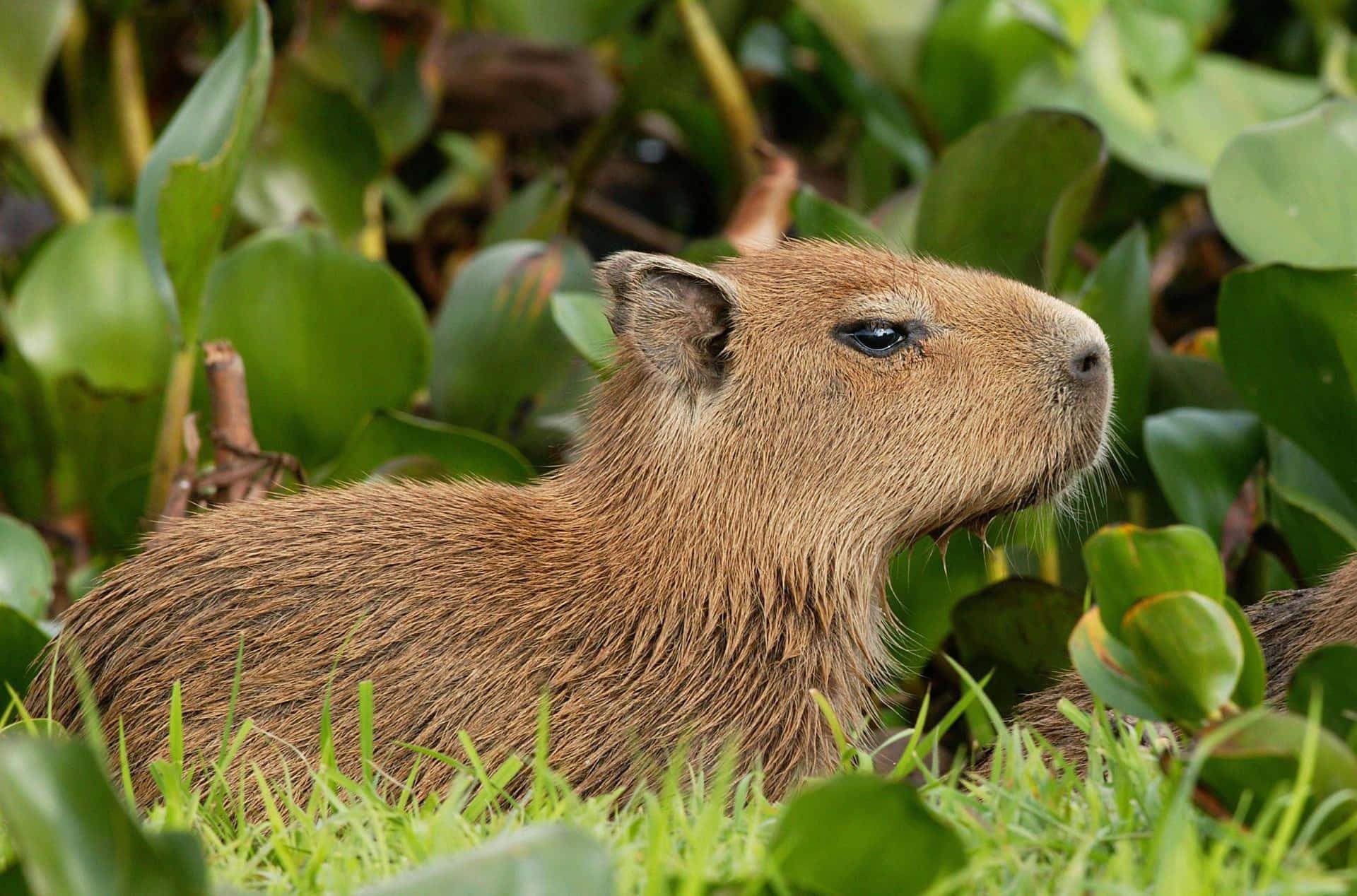 Capybara