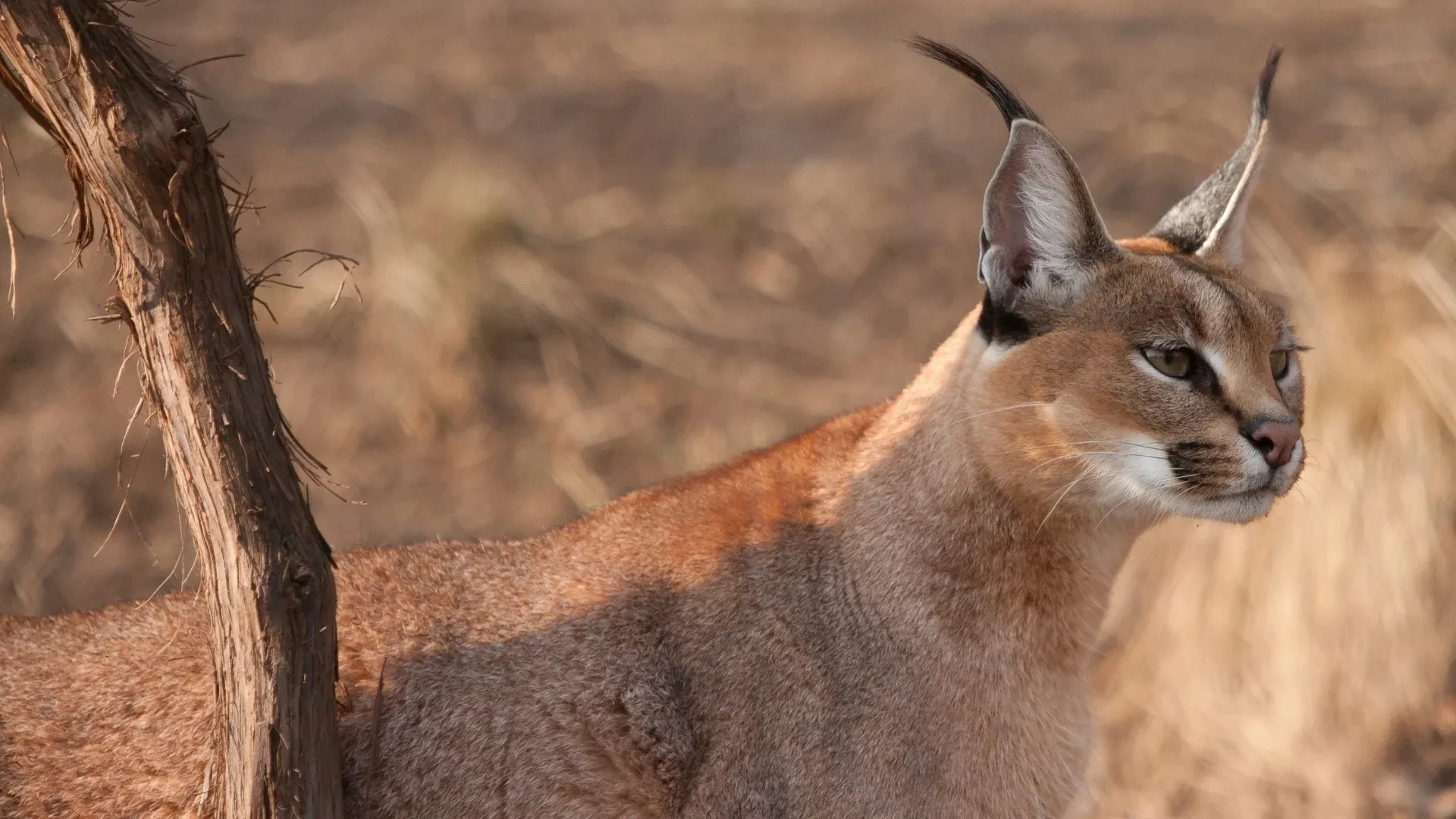 Caracal