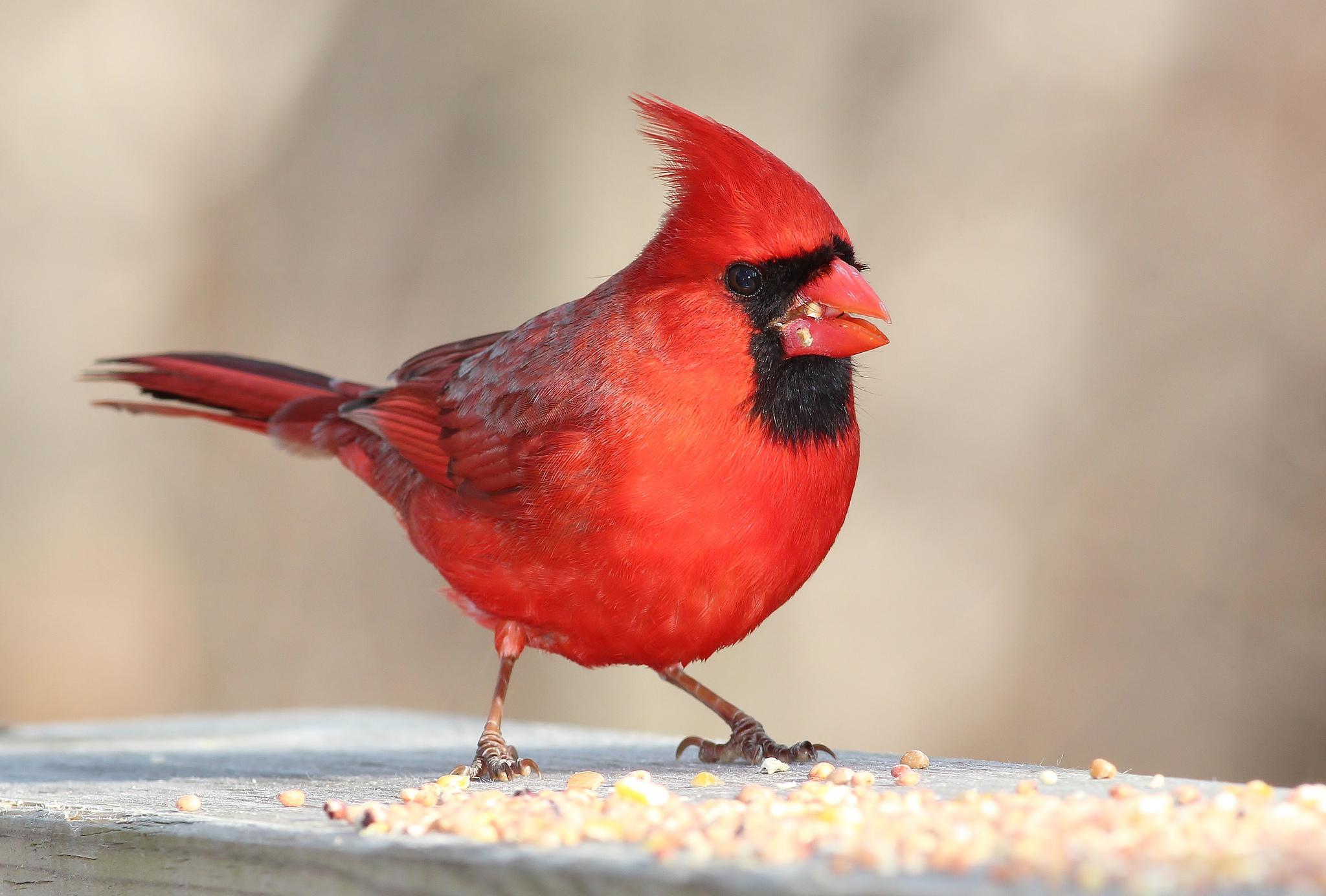 Cardinal