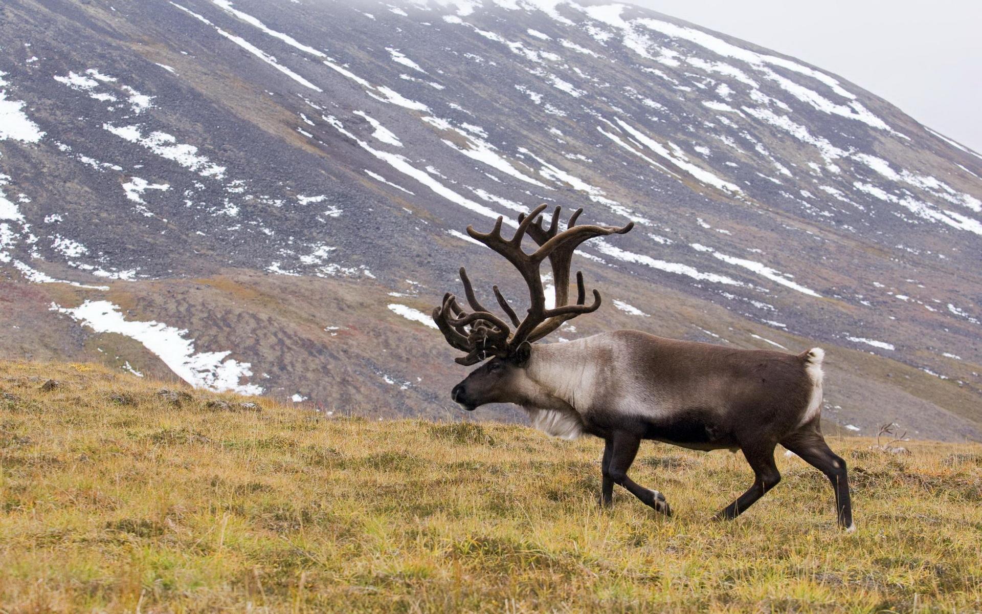 Caribou