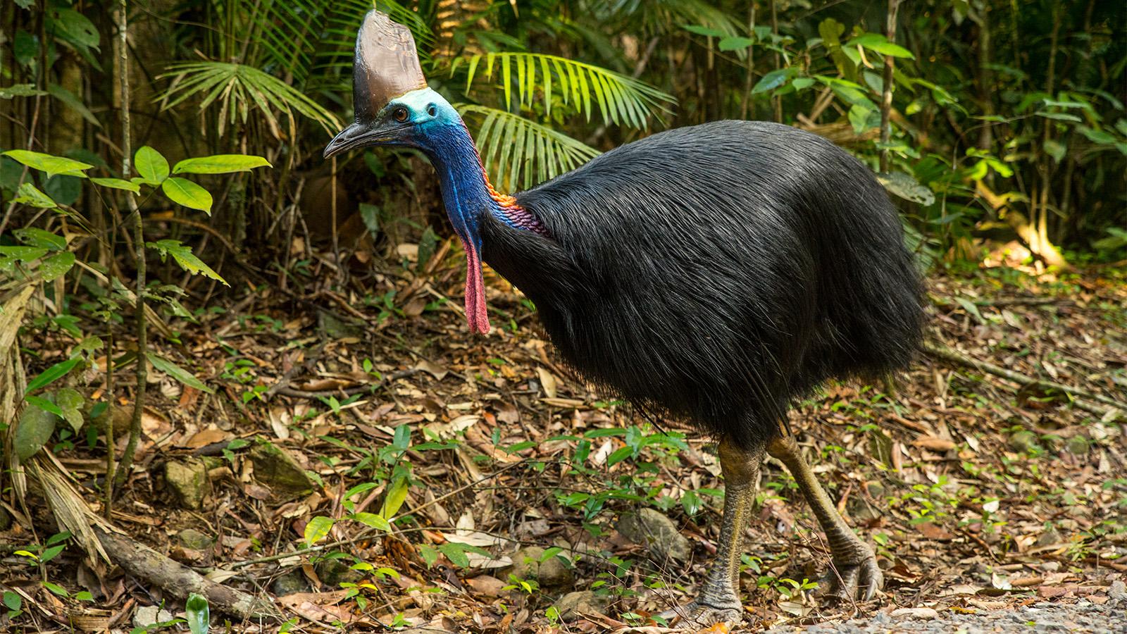 Cassowary