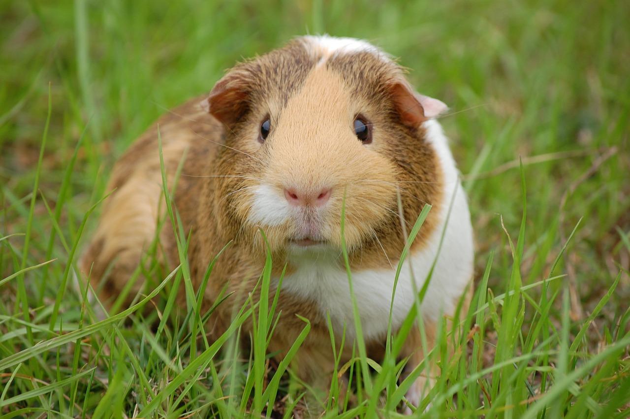 Cavy