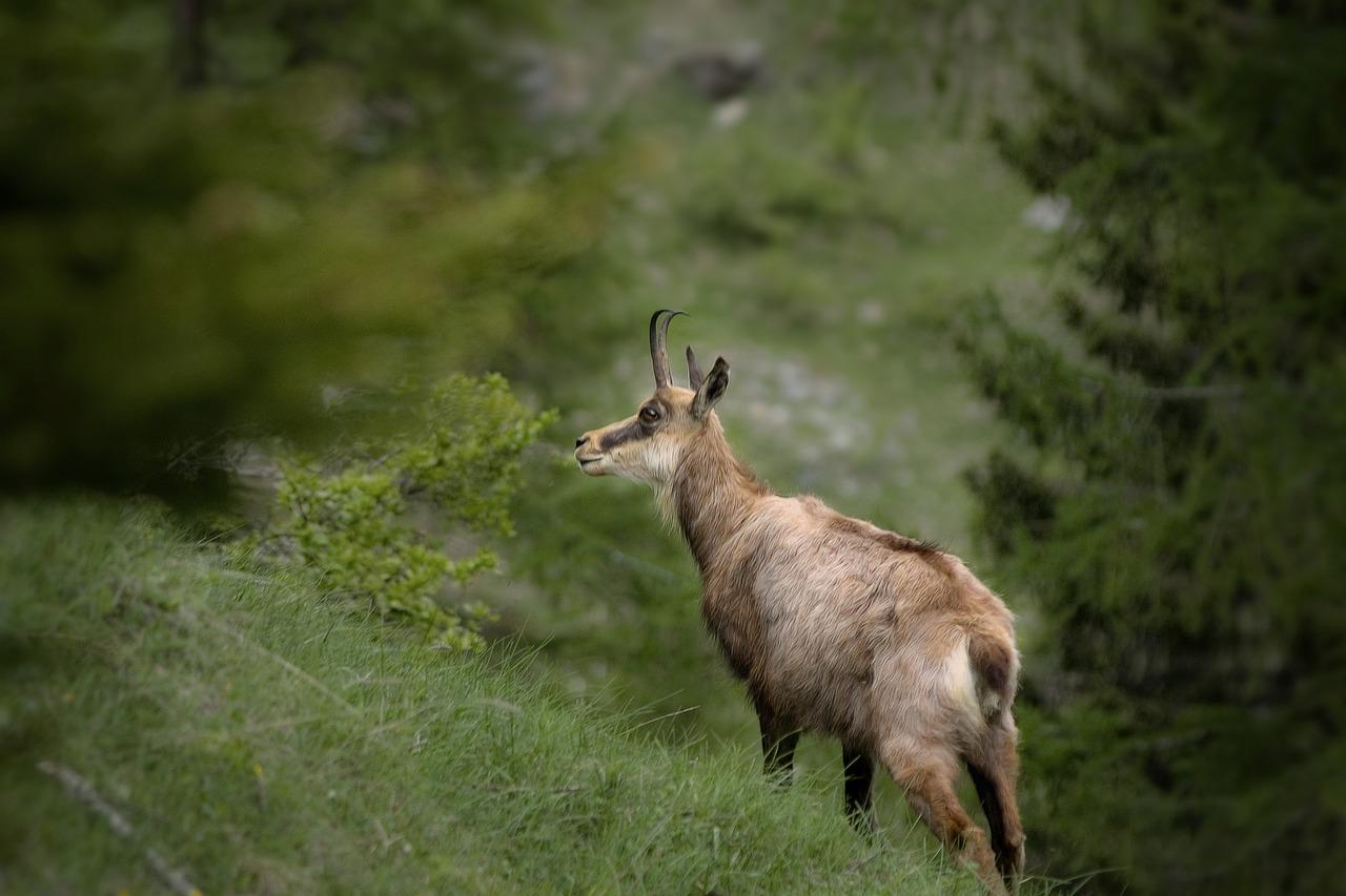 Chamois