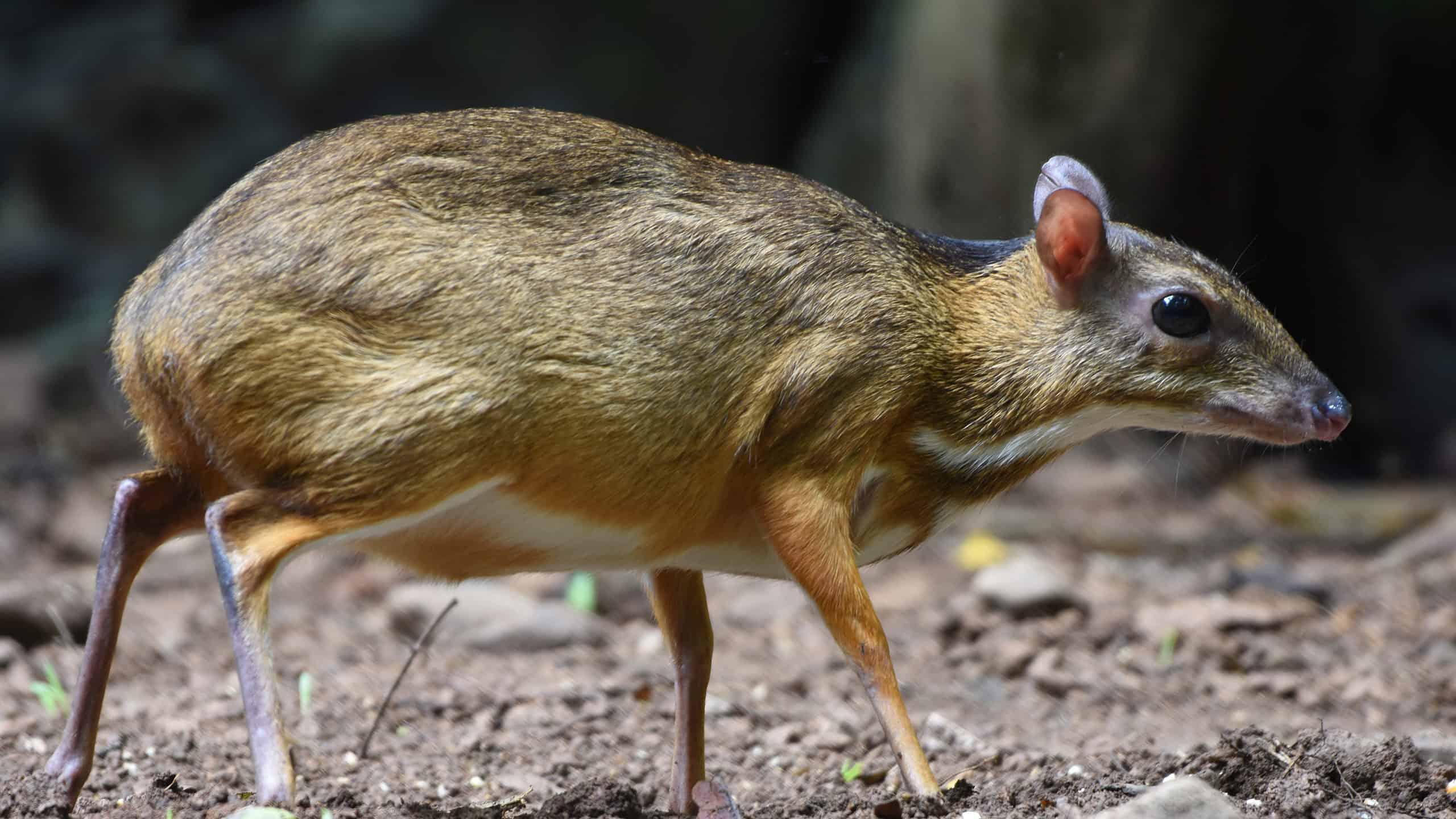 Chevrotain