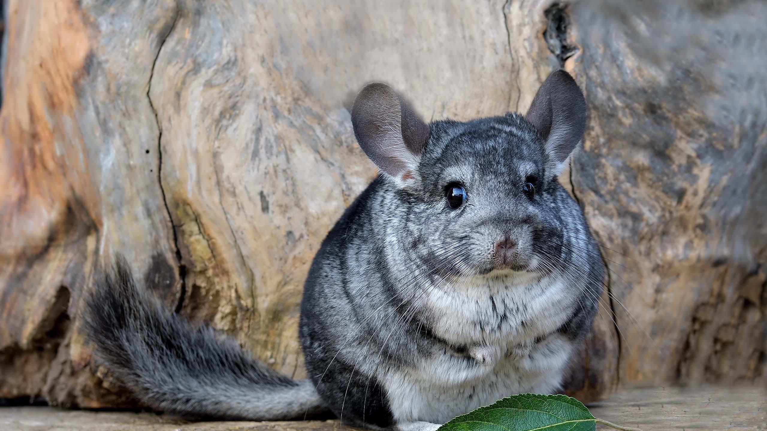 Chinchilla