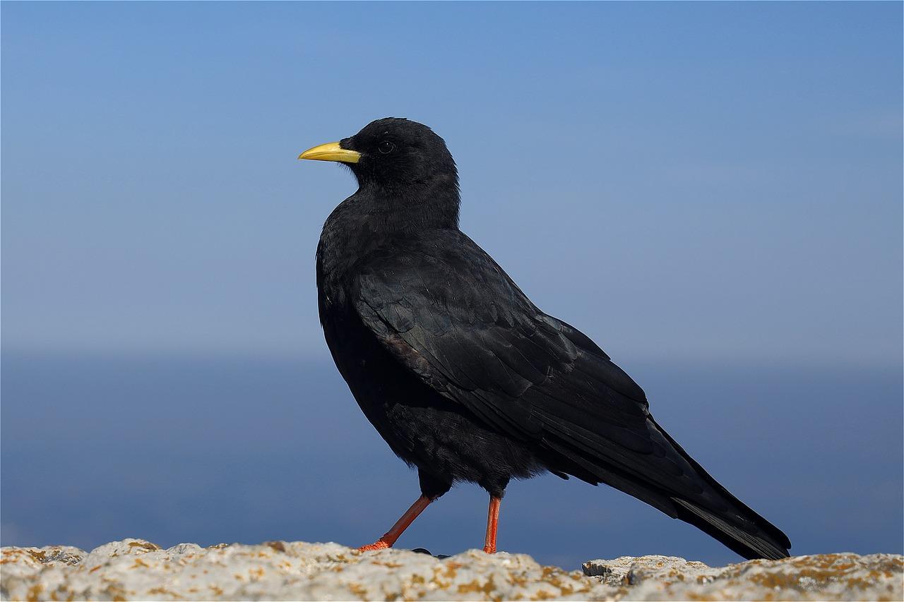 Chough