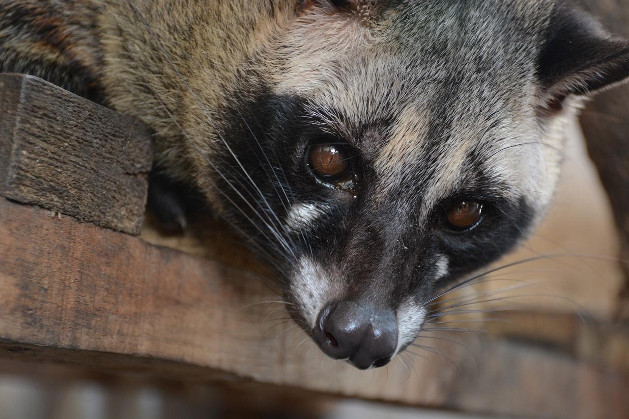 Civet