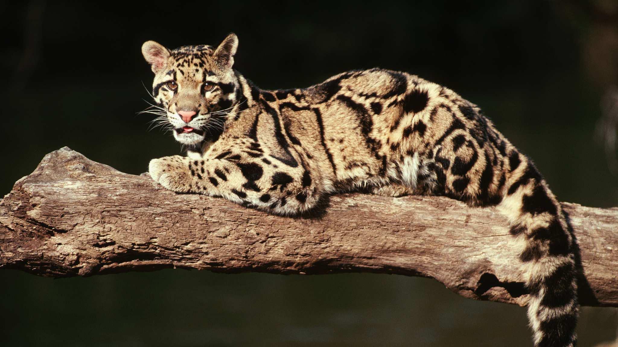 Clouded_Leopard