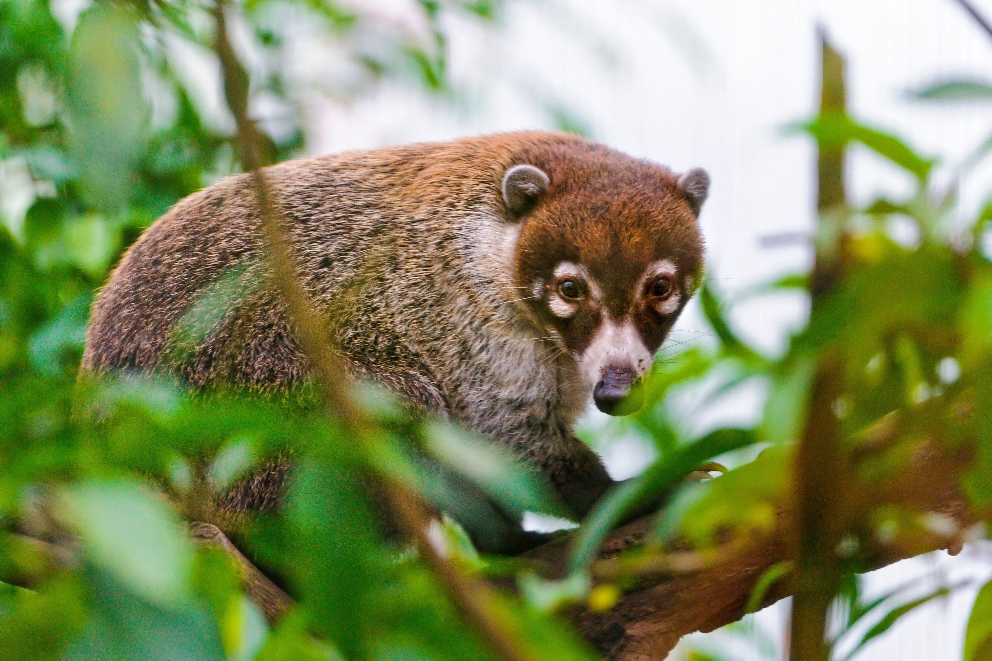 Coati