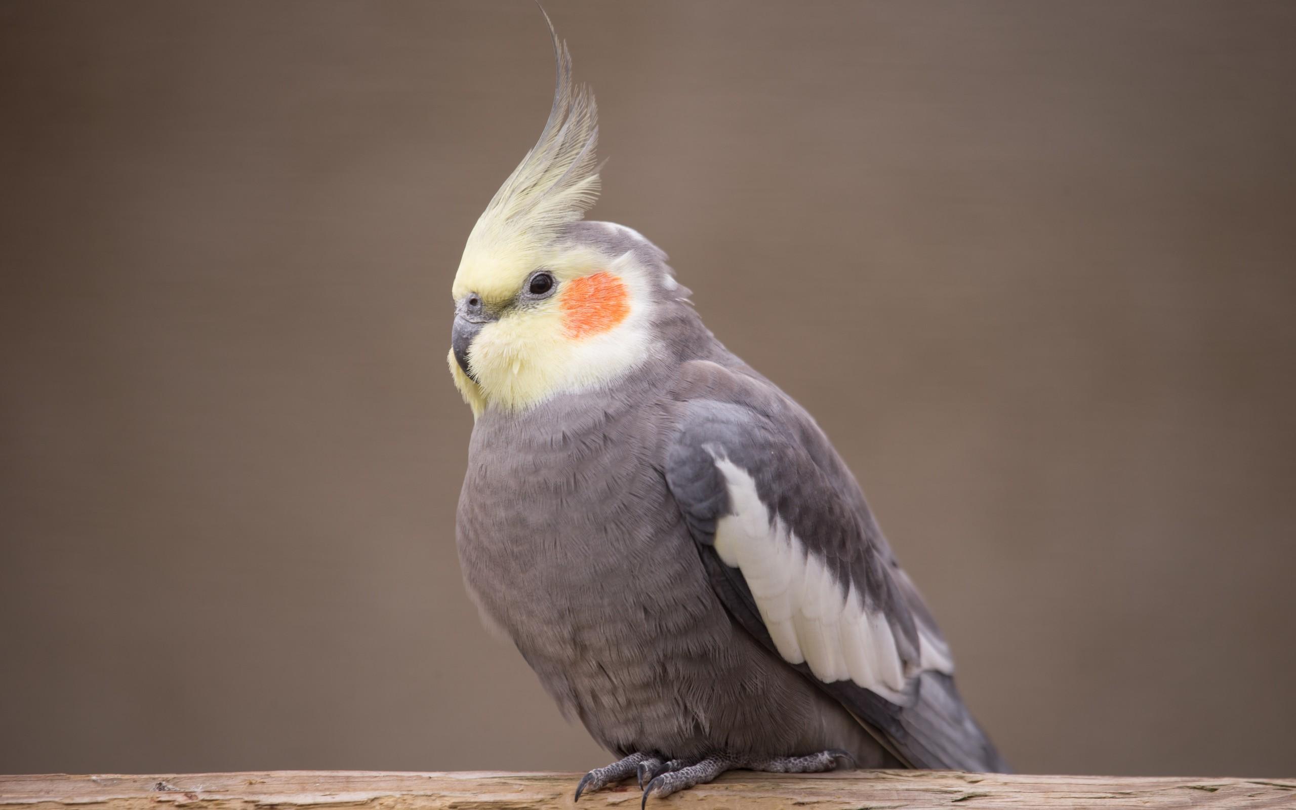 Cockatiel