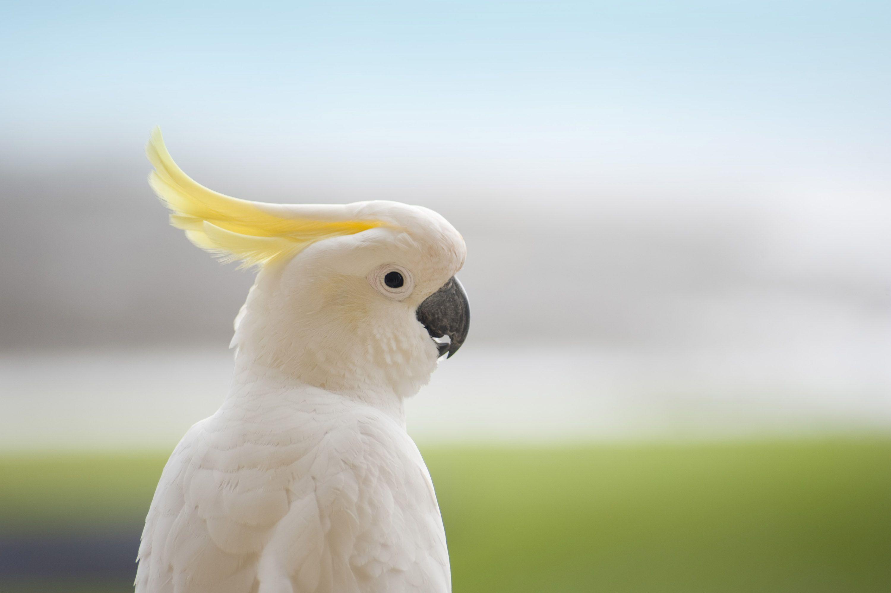 Cockatoo