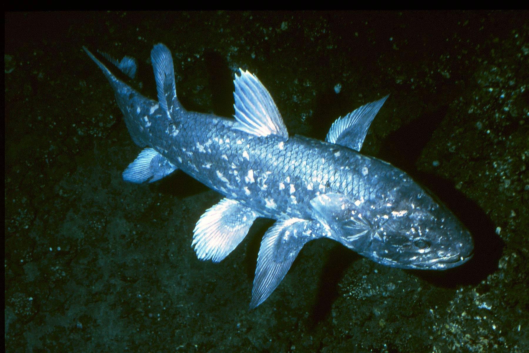 Coelacanth