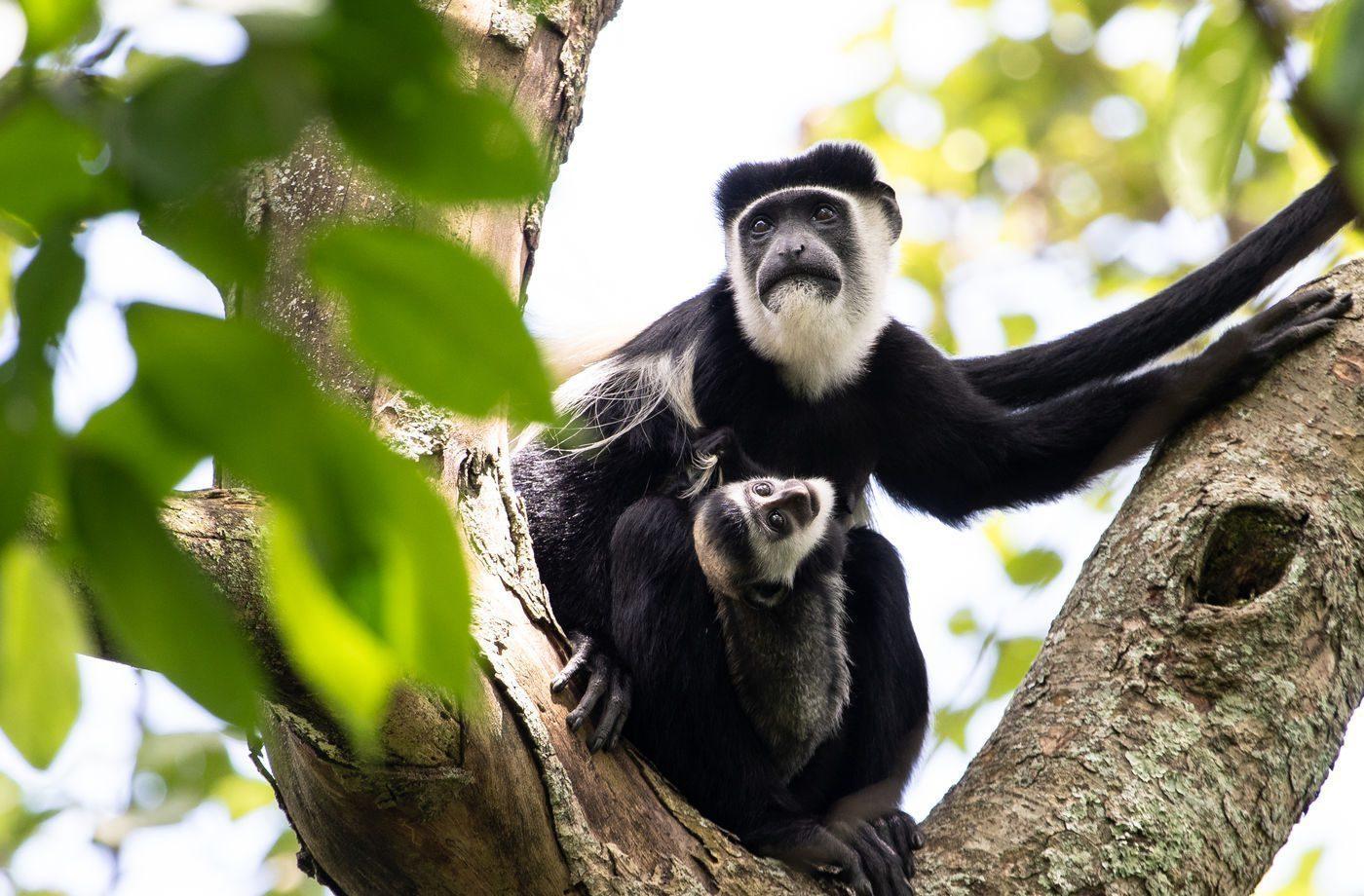 Colobus_Monkey