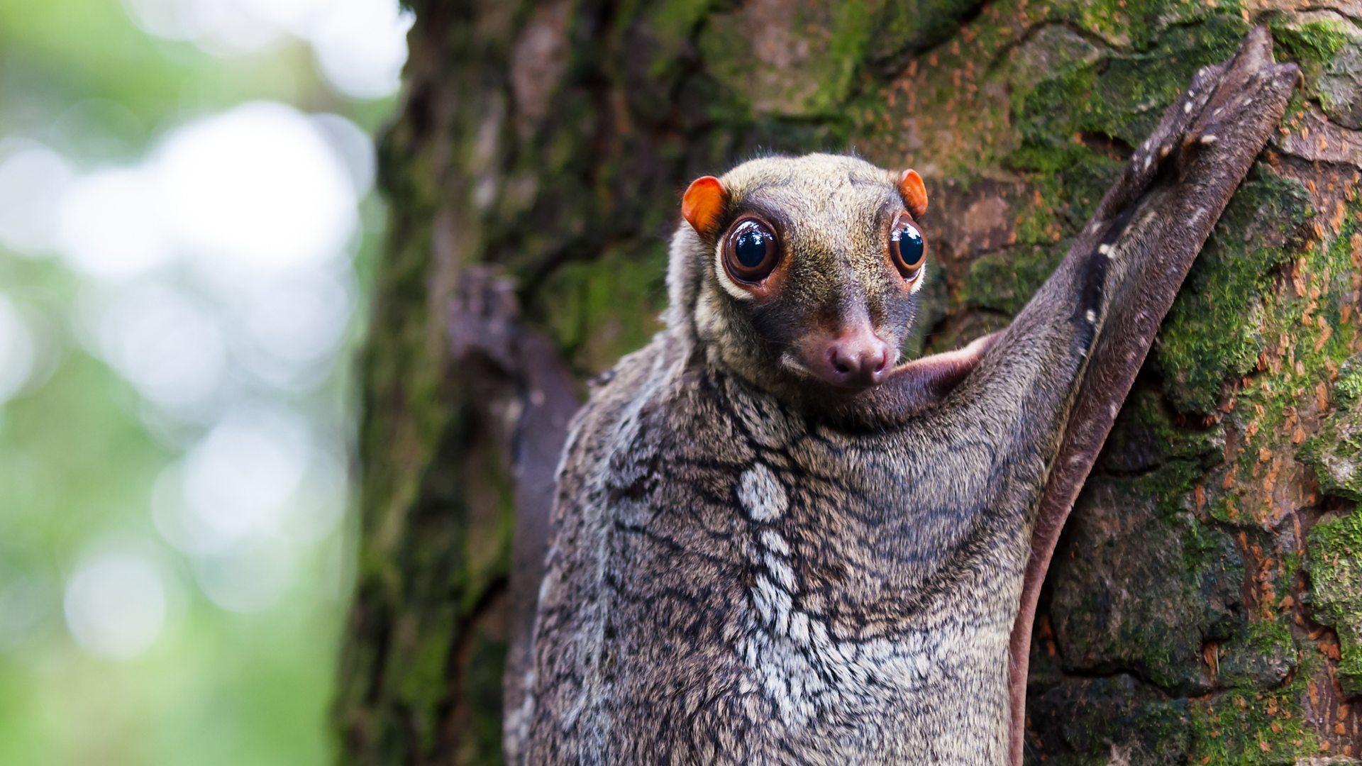 Colugo