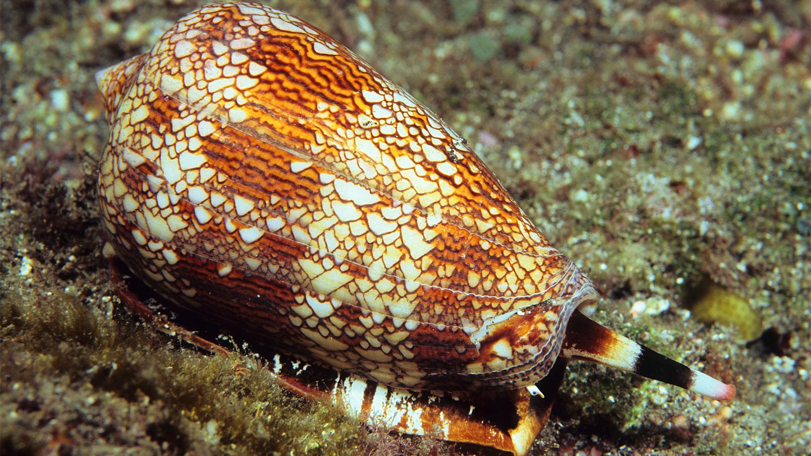 Cone_Snail