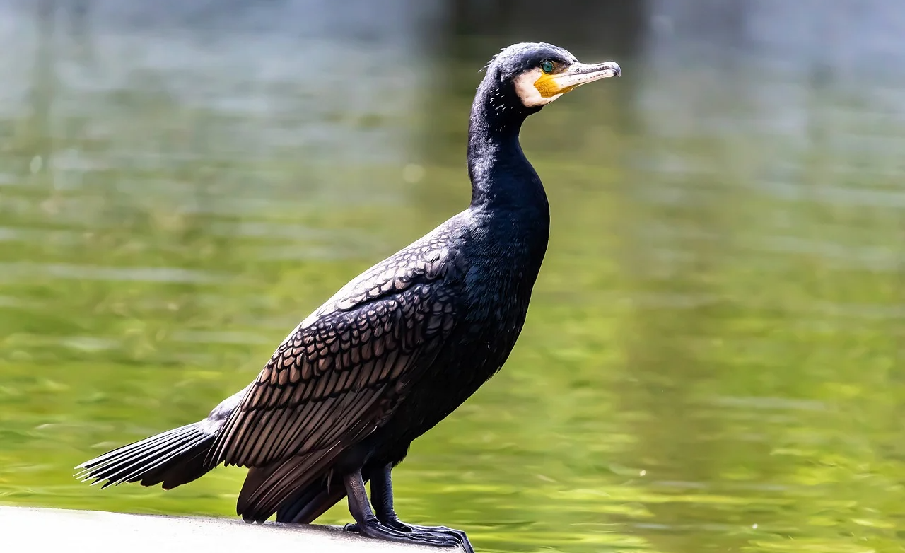 Cormorant