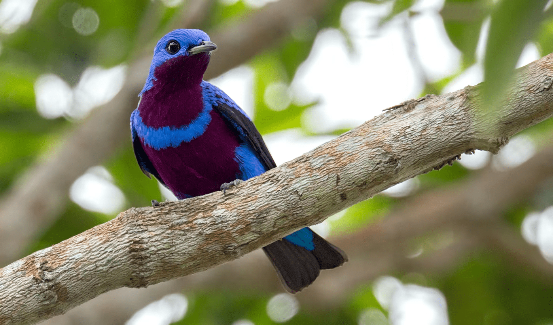 Cotinga