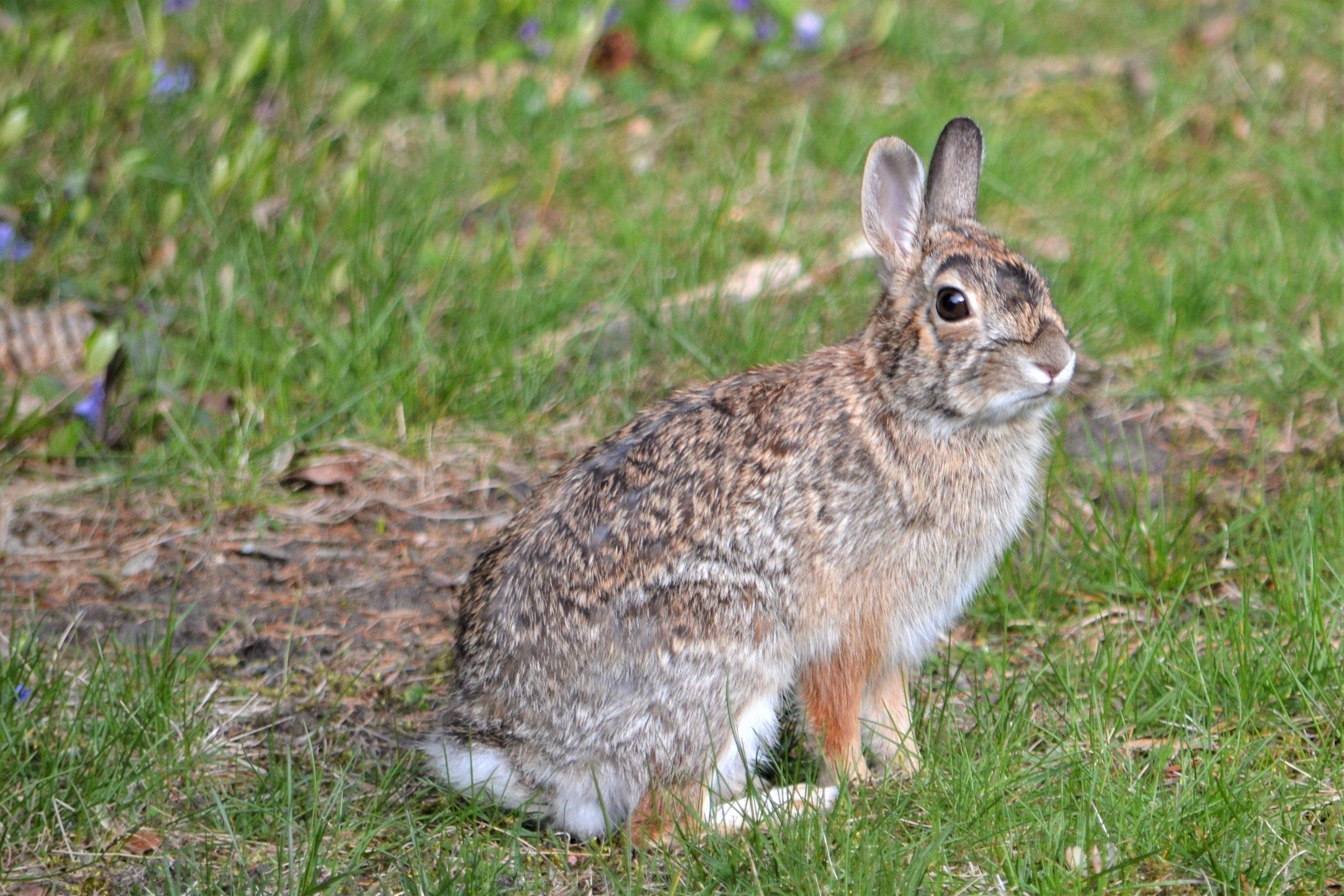 Cottontail_Rabbit