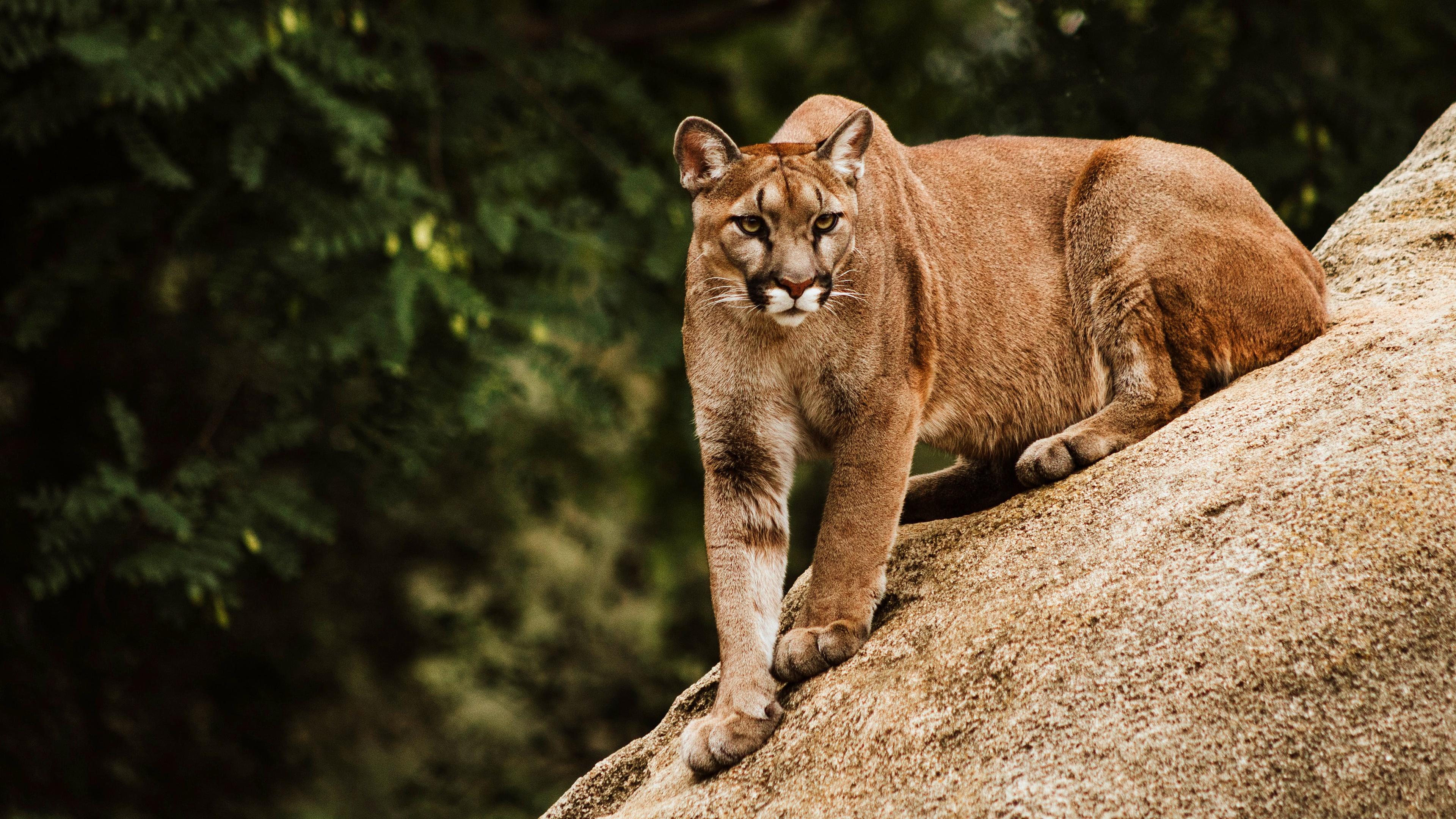 Cougar