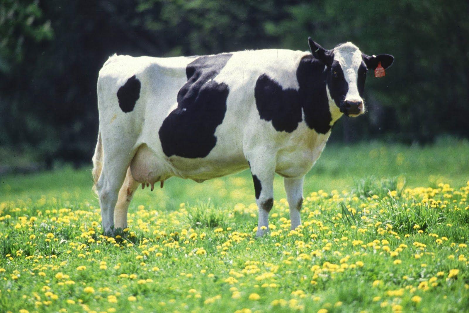 Cow