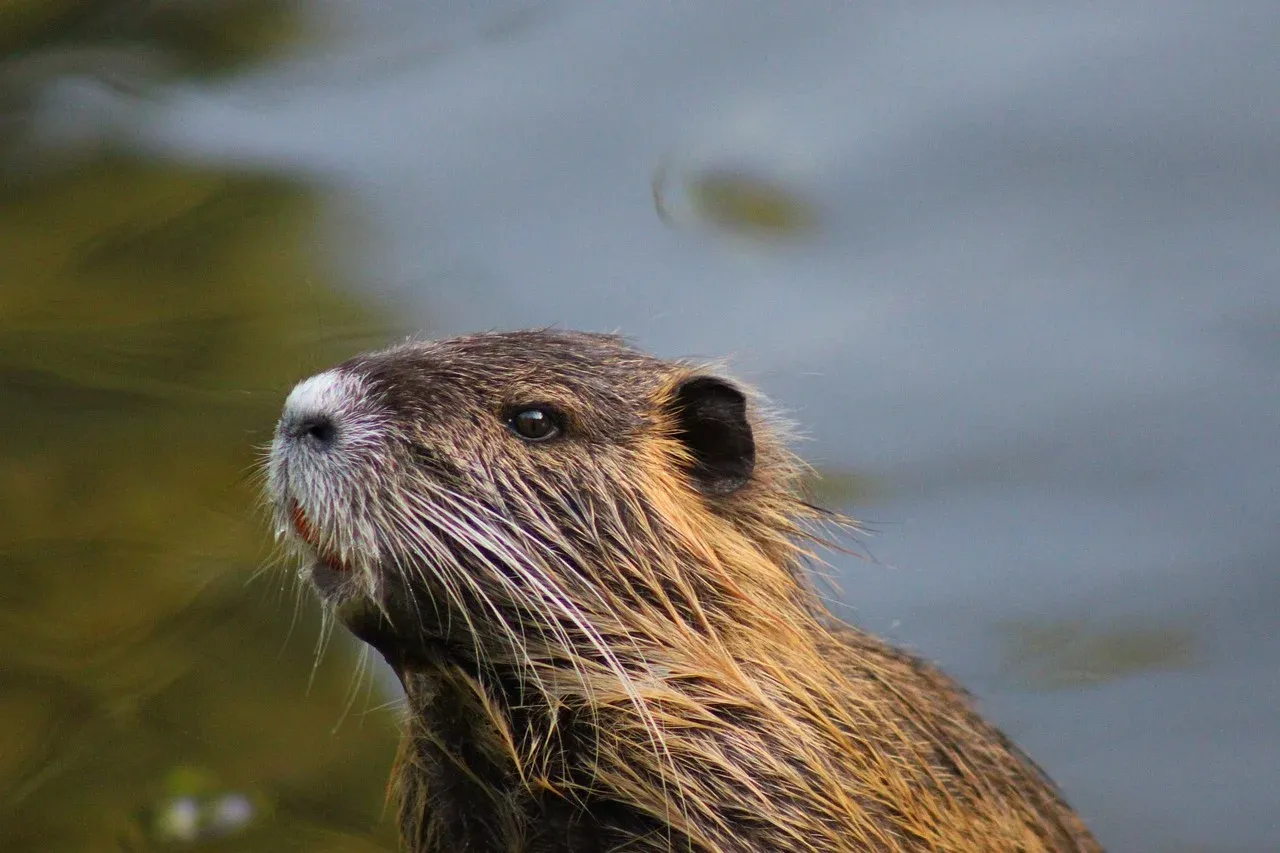 Coypu