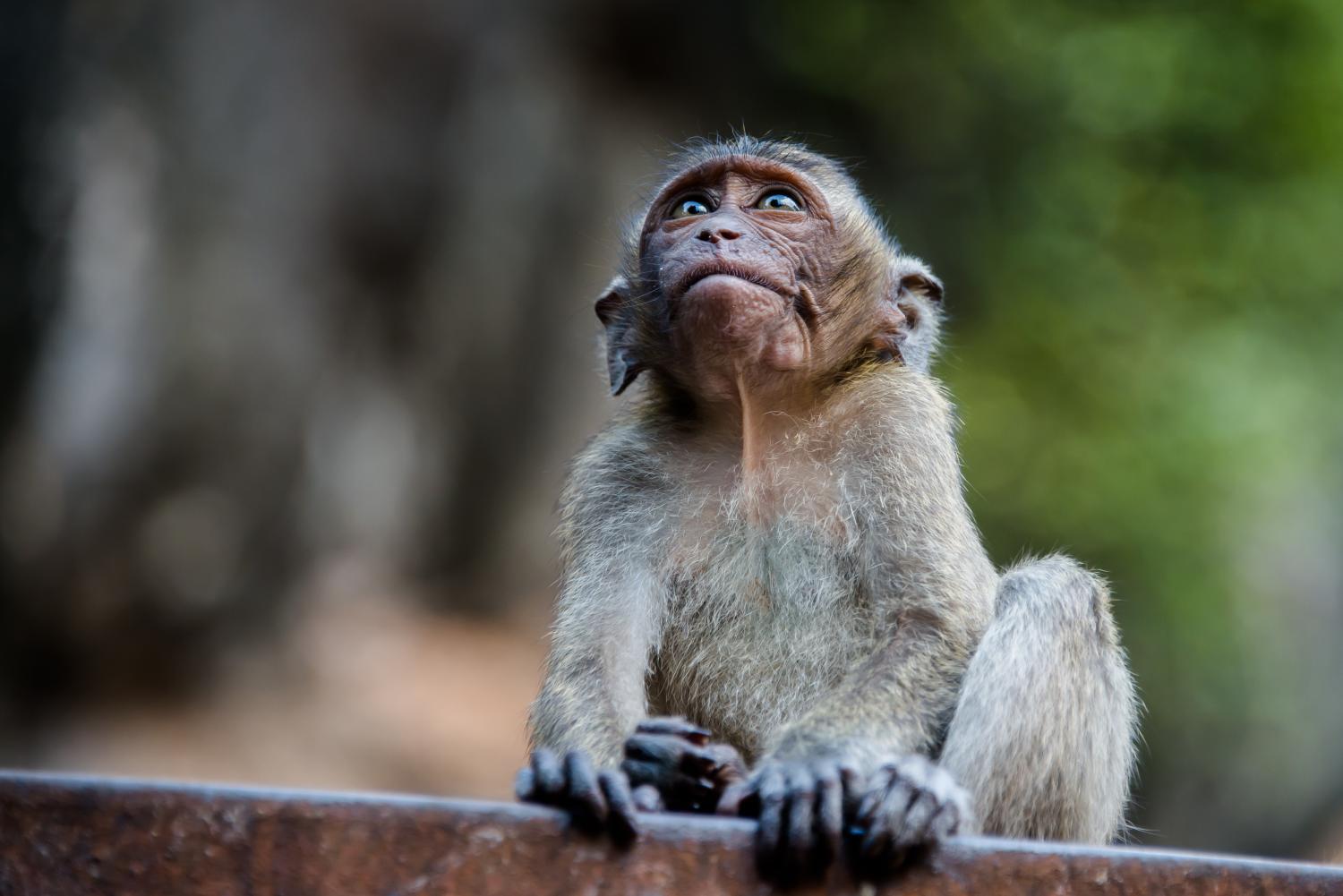 Crab-Eating_Macaque