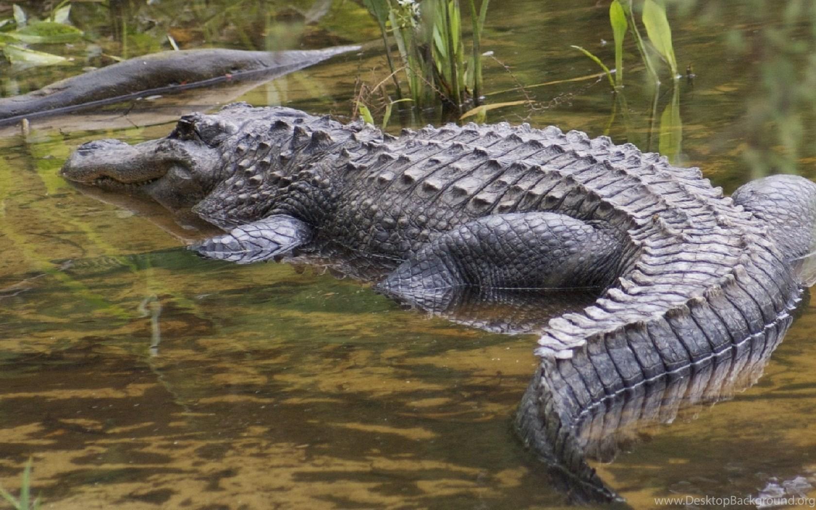 Crocodile