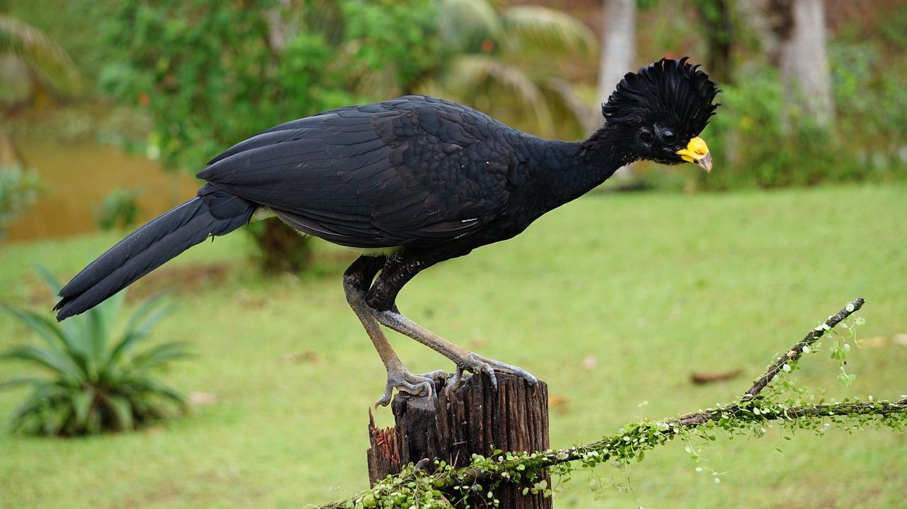 Curassow