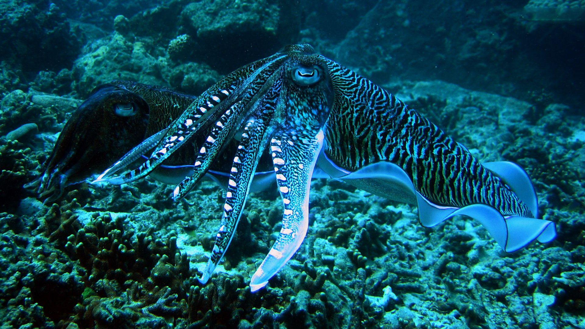 Cuttlefish