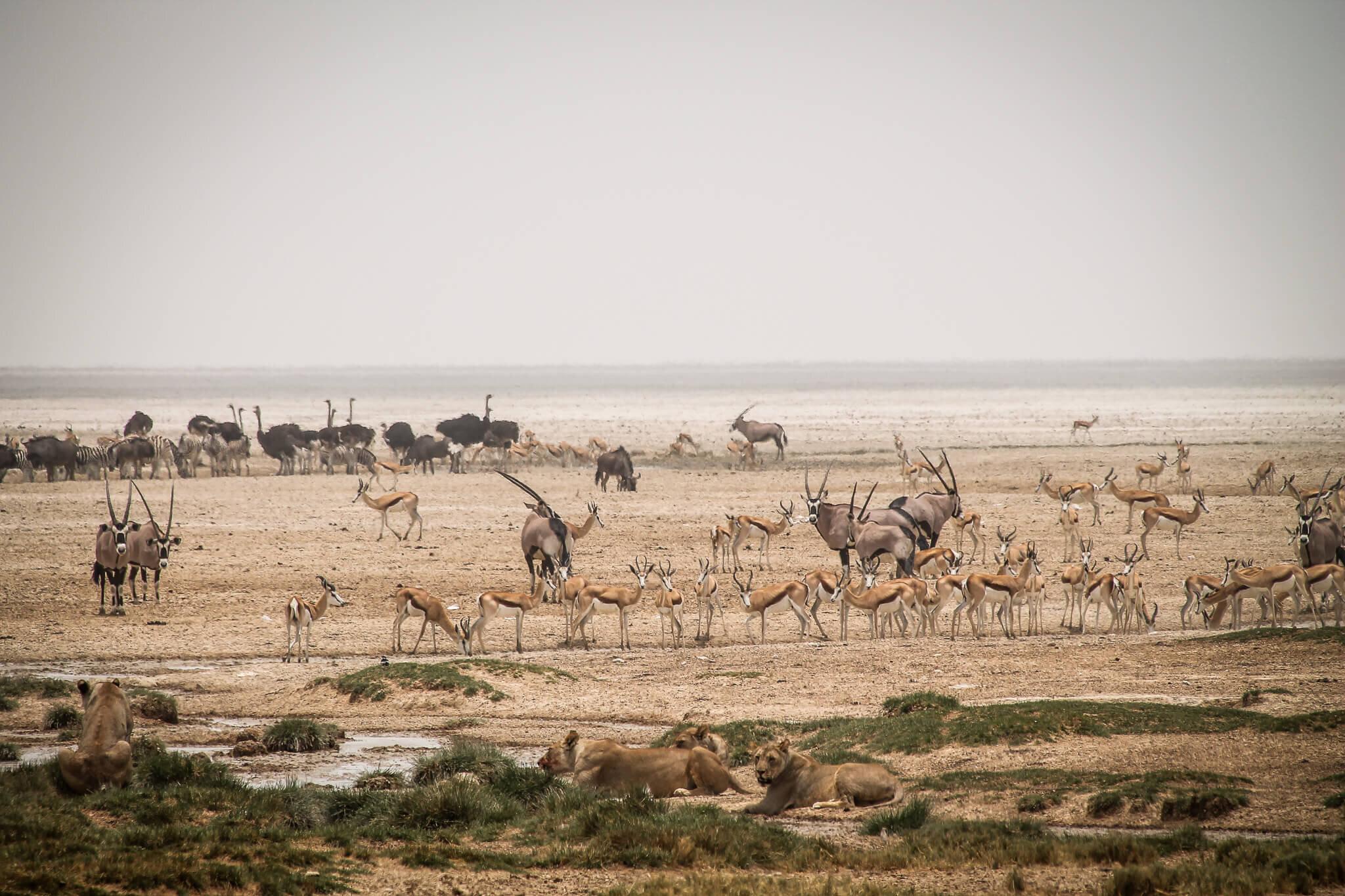 Etosha_National_Park_Namibia