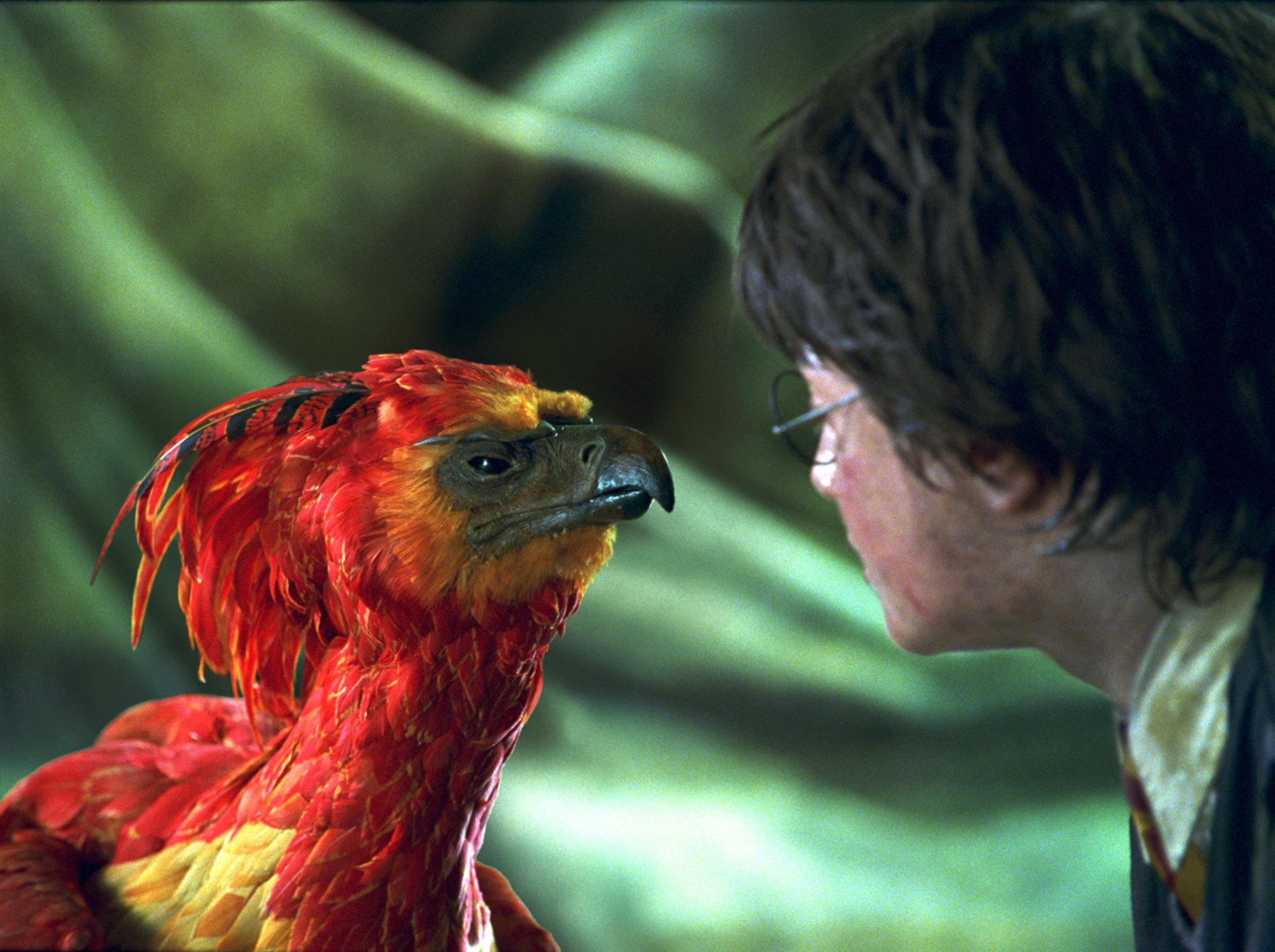 Fawkes_-_Movie_Book_Harry_Potter_Series