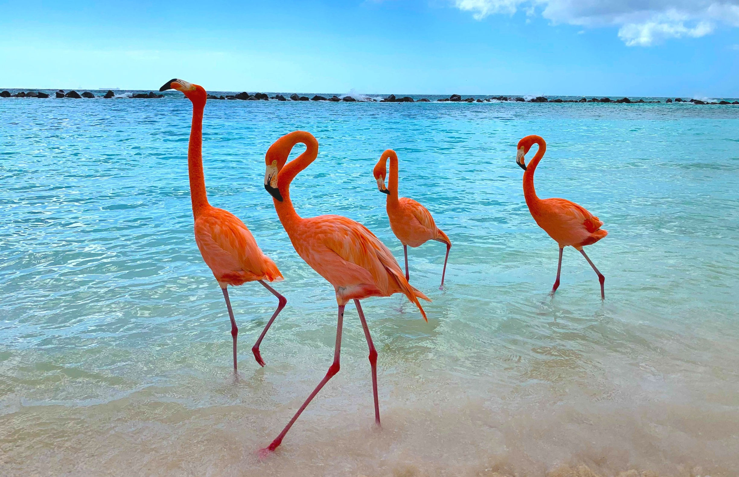 Flamingo_Beach_Aruba