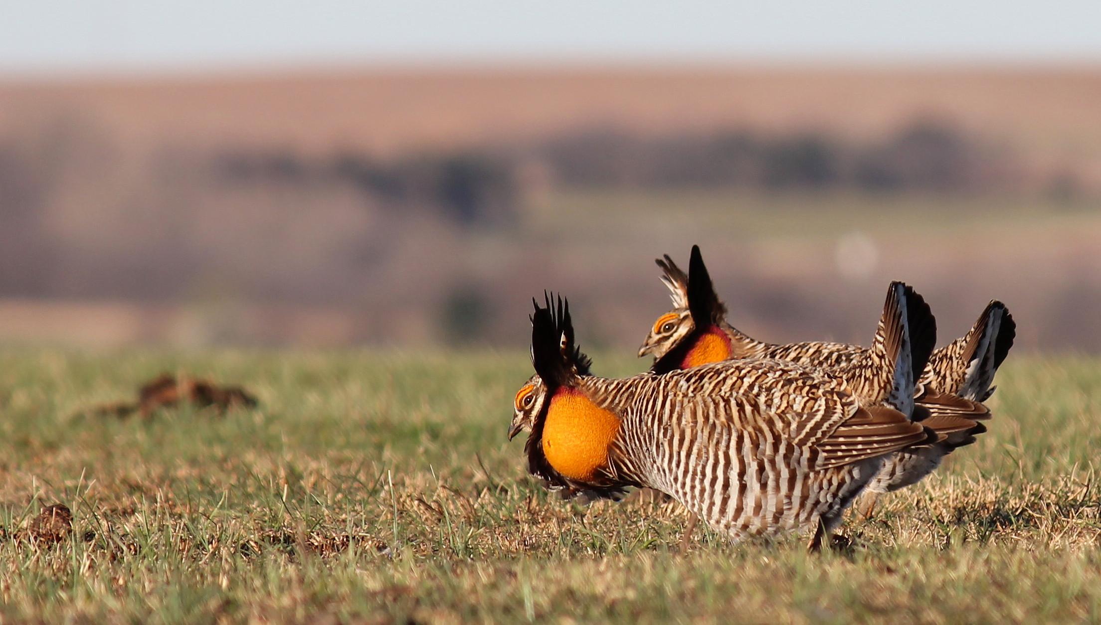 Greater_Prairie_Chicken